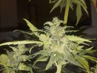 Imagen de SterquiliniisSeeds (Painkiller)