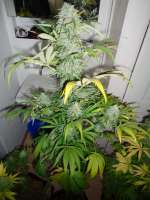 Strain Hunters Seed Bank Money Maker - foto de LoneDeranger