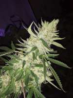 Imagen de BuddyJunior420 (White Lemon)