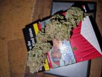 Strain Hunters Seed Bank White Lemon - foto de 19RAF89