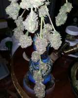 SubCool’s The Dank Grape Lime Ricky - foto de Cannabliss239