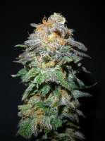 SubCool’s The Dank Querkle - foto de x4opiate