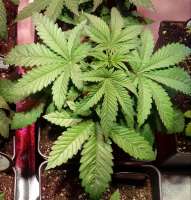 Sumo Seeds Strawberry Cream - foto de Wiji30