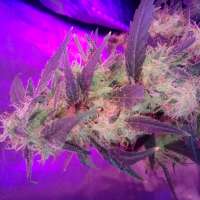 Imagen de wiji30 (Sumos Big Bud)