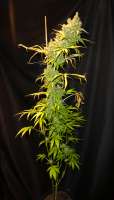 Super Sativa Seed Club Kees’ Old School Haze - foto de lagro