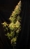 Super Sativa Seed Club Kees’ Old School Haze - foto de lagro