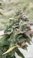 Superseed Company Super Orange Soda - foto de SB1993CANNABIS