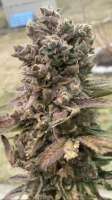 Superseed Company Super Orange Soda - foto de SB1993CANNABIS