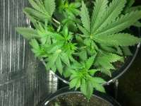 Swamp Boys Seeds Legend of Nigeria - foto de sigdude21