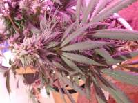 Swamp Donkey Seeds Purple Frost Monster - foto de budmaster