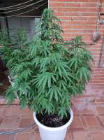 Sweet Seeds Black Jack - foto de Skambu