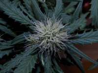 Sweet Seeds Black Jack Auto - foto de Graumbr