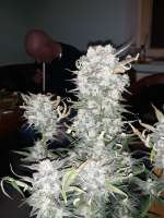 Sweet Seeds Cream Mandarine XL Auto - foto de Indicaking