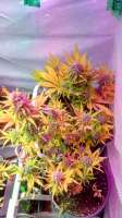 Sweet Seeds Crystal Candy Auto - foto de Crimo