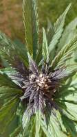 Sweet Seeds Dark Devil Auto - foto de drogendealercom