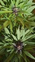 Sweet Seeds Dark Devil Auto - foto de drogendealercom