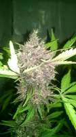 Imagen de hanedizzle (Dark Devil Auto)