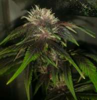 Sweet Seeds Devil Cream Auto - foto de manutara