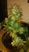 Imagen de GreenB0B (Fast Bud Auto)