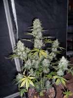 Sweet Seeds Fast Bud Auto - foto de hank123