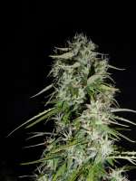 Imagen de hank123 (Fast Bud Auto)