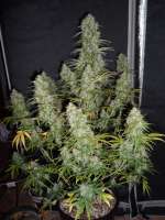 Imagen de hank123 (Fast Bud Auto)