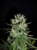 Sweet Seeds Fast Bud Auto - foto de hank123