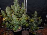 Sweet Seeds Fast Bud Auto - foto de hank123