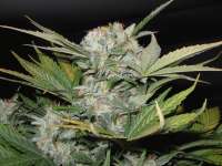 Sweet Seeds Fast Bud #2 Auto - foto de IsoGrower