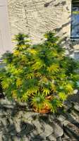 Sweet Seeds Gorilla Girl F1 Fast Version - foto de Padbabs