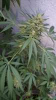 Sweet Seeds Gorilla Girl F1 Fast Version - foto de Deckungsbeitrag