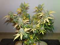 Imagen de hemp47 (Green Poison)