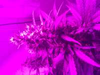 Sweet Seeds Green Poison Auto - foto de Freddinio