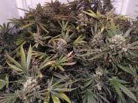 Sweet Seeds Green Poison F1 Fast Version - foto de Stehli