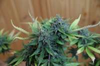 Sweet Seeds Jack 47 Auto - foto de lemur108