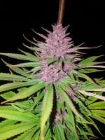 Sweet Seeds Red Mandarine F1 Fast Version - foto de Zeroaris