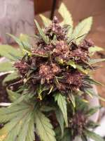 Imagen de Armando (Red Poison Auto)