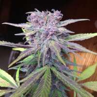 Sweet Seeds Red Strawberry Banana Auto - foto de zoobzoob23