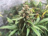 Sweet Seeds S.A.D. Sweet Afgani Delicious Auto - foto de Malakh