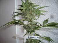 Sweet Seeds San Fernando Lemon Kush - foto de merlin