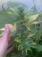 Sweet Seeds Speed Devil Auto - foto de masterofthegoons