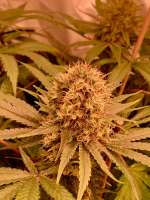 Sweet Seeds Sweet Cheese - foto de MartenNL