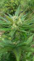 Sweet Seeds Sweet Cheese Auto - foto de dieselryder82