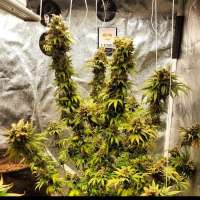 Sweet Seeds Sweet Zenzation - foto de Alexterminateur