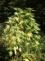 SwissSeeds Purpurea Ticinensis - foto de lttmk