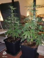 Imagen de Smokattitudeog (Auto Bubblegum)