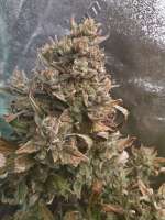 Imagen de Johnrepp (Auto MK-Ultra Kush)