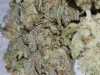 TH Seeds Critical Hog - foto de Yffits