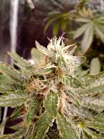 TH Seeds Gelato33 x Strawbanana Cream - foto de SOMGO