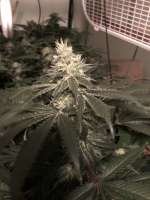 Pic for Mk-Ultra (TH Seeds)